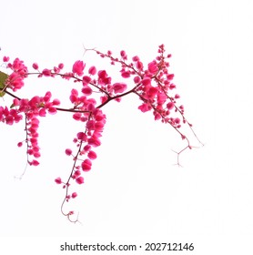 Flower Vine Images Stock Photos Vectors Shutterstock