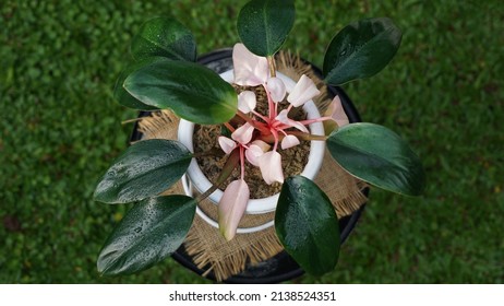 Pink congo philodendron plant in white pot on bokeh background