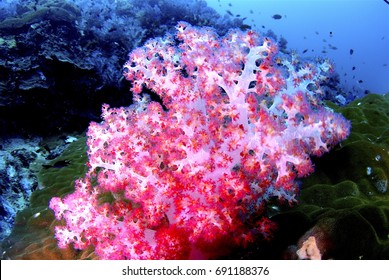 Pink Coral