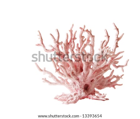 Pink coral isolated on white background