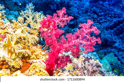 Pink Coral Reef On Underwater Scene