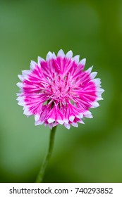 Pink Cornflower with white edges on petals, also called Bachelors Button ‘Classic Magic Mix’ (Centaurea cyanus)