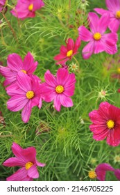 Pink cosmea (Cosmos bipinnatus) Sonata Carmine blooms in a garden in August