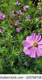 Pink Cosmos Annual Plant In Bloom