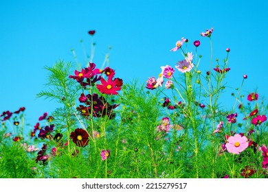 Pink Cosmos Bloom In Garden,no People.