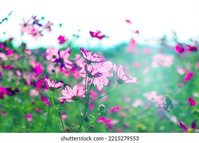 Pink Cosmos Bloom In Garden,no People.