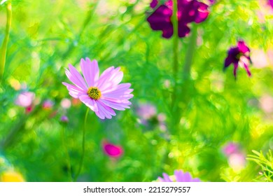 Pink Cosmos Bloom In Garden,no People.