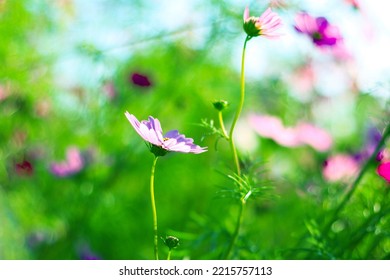 Pink Cosmos Bloom In Garden,no People.