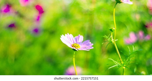 Pink Cosmos Bloom In Garden,no People.