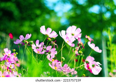 Pink Cosmos Bloom In Garden,no People.