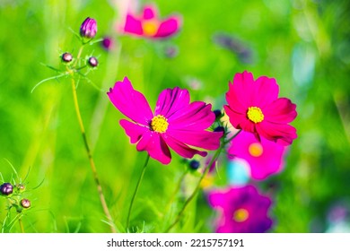 Pink Cosmos Bloom In Garden,no People.