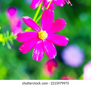 Pink Cosmos Bloom In Garden,no People.