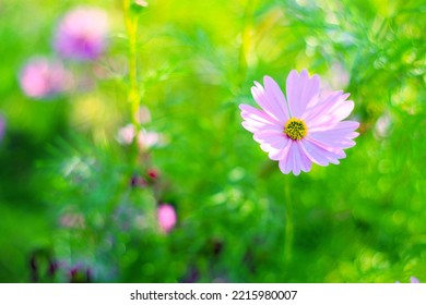 Pink Cosmos Bloom In Garden,no People.