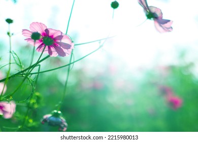 Pink Cosmos Bloom In Garden,no People.