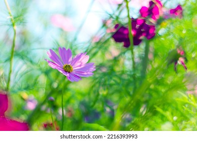 Pink Cosmos Bloom In Garden,no People.