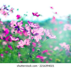 Pink Cosmos Bloom In Garden,no People.