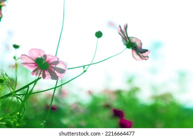 Pink Cosmos Bloom In Garden,no People.