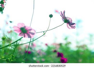 Pink Cosmos Bloom In Garden,no People.