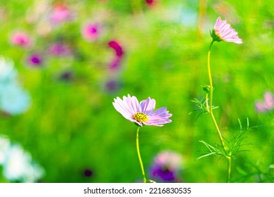 Pink Cosmos Bloom In Garden,no People.