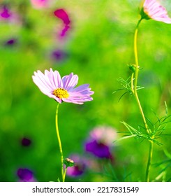 Pink Cosmos Bloom In Garden,no People.