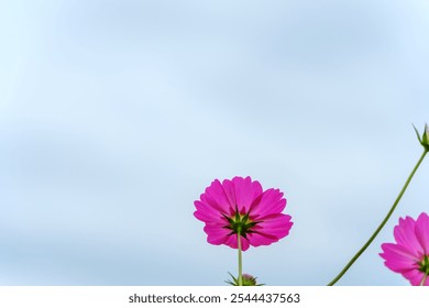 Pink Cosmos Flower Against Clear Sky - Powered by Shutterstock