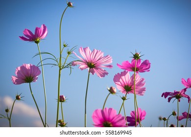 pink cosmos flower blooming in blue sky, close up