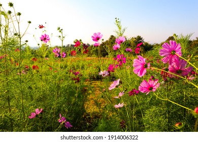 コスモス畑 の画像 写真素材 ベクター画像 Shutterstock
