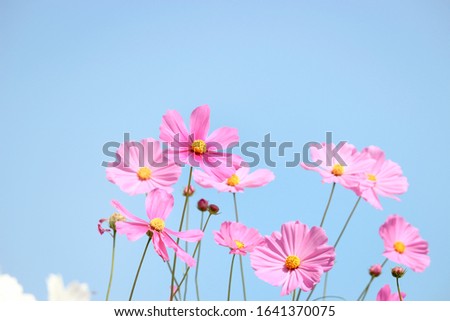 Pink cosmos flower blooming cosmos flower field with blue sky, beautiful vivid natural summer garden outdoor park image.