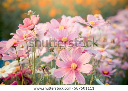 pink cosmos flower blooming in the field, vintage tone