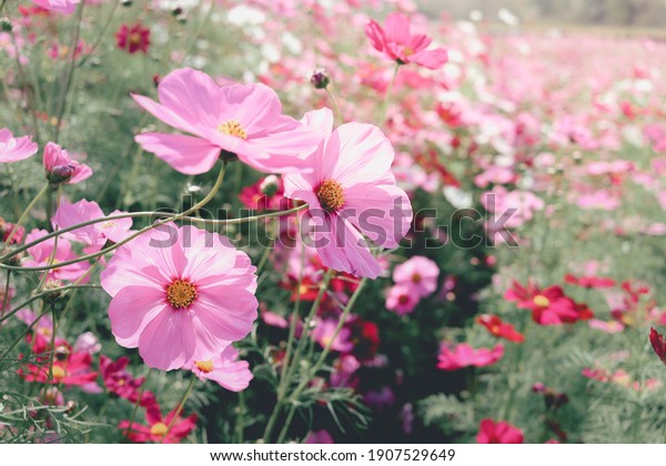 ピンクのコスモスの花が咲くコスモスの花畑 美しい鮮やかな自然の夏の庭の屋外公園画像 の写真素材 今すぐ編集