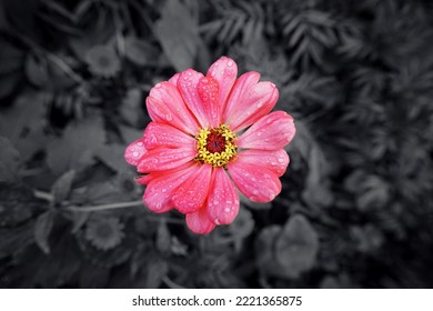 Pink Cosmos Flower With Bright Petals With Rain Drops Against Black And White Background. Ornamental Plant Of Daisy Family.