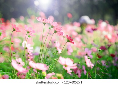pink cosmos flower in field - Shutterstock ID 1207605271