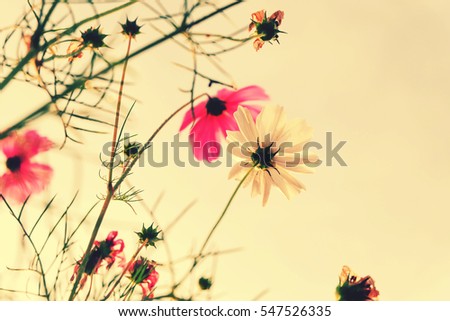 Similar – Image, Stock Photo Cosmea blossoms in late evening light, vintage mood, flowers