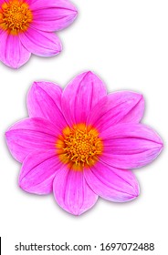 Pink Cosmos Flower Isolated On White. Dicut Save In Jpg File Clipping Paths.