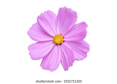 Pink Cosmos flower isolated on white background. Blooming plant with clipping path. - Powered by Shutterstock
