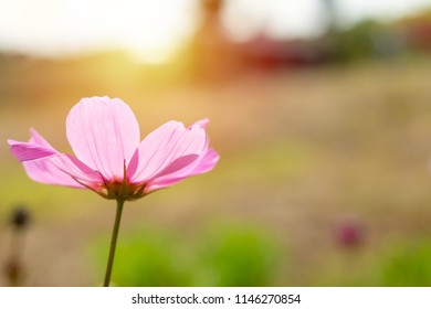 Pink Cosmos flower on blurred background during sunrise, Close up of single flower - Powered by Shutterstock