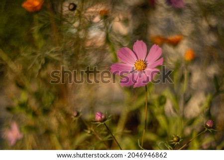 Similar – Image, Stock Photo Lemon butterfly fluttering in blue sky over corn poppy