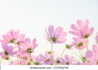 Pink cosmos flower on white background. - Powered by Shutterstock