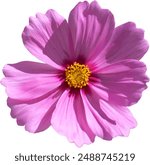 pink cosmos flower with a yellow center and detailed petals, isolated on a white background