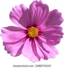 pink cosmos flower with a yellow center and detailed petals, isolated on a white background - Powered by Shutterstock
