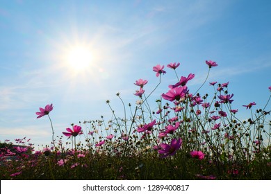 Pink Cosmos flowers - Shutterstock ID 1289400817