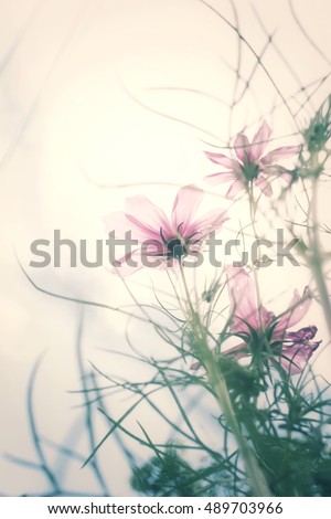 Similar – Image, Stock Photo Cosmea blossoms in late evening light, vintage mood, flowers