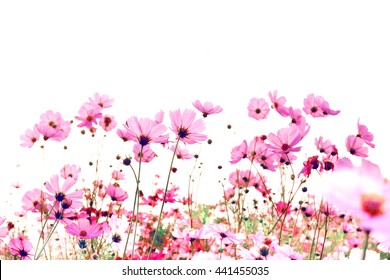 Pink Cosmos flowers blooming in the garden. - Powered by Shutterstock