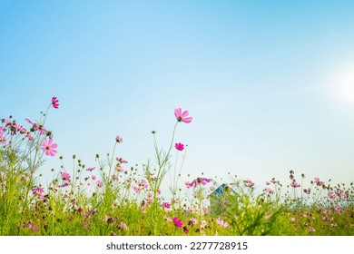 Pink cosmos flowers with blue sky.