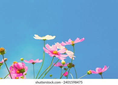 Pink cosmos flowers with blue sky in garden.