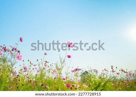 Pink cosmos flowers with blue sky.