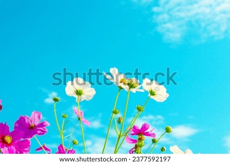 Pink cosmos flowers with blue sky in garden,space for text,summer season.