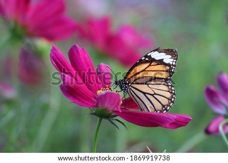 Pink cosmos flowers and butterflies