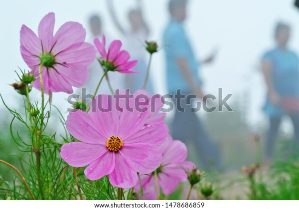 Pink Cosmos Flowers Drops Water Blooming Stock Photo Edit Now