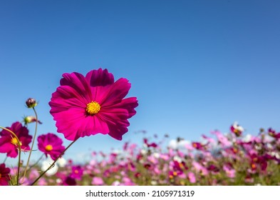 pink cosmos flowers farm in the outdoor under blue sky - Shutterstock ID 2105971319